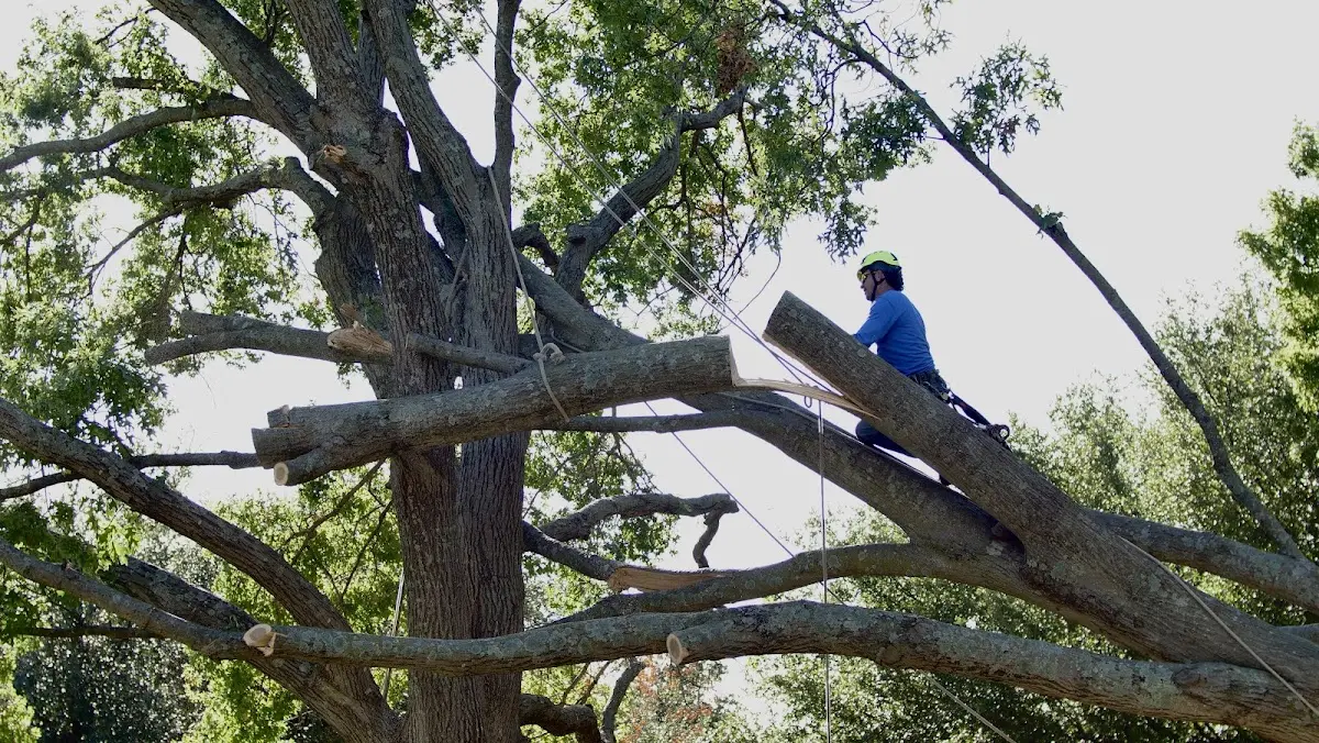 Professional Crown Thinning performed by certified arborists in Hartland