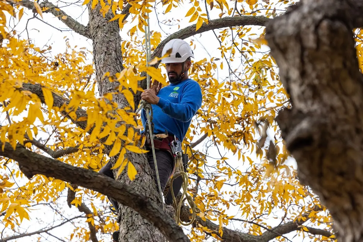 Skilled Tree Pruning crew working in Hartland