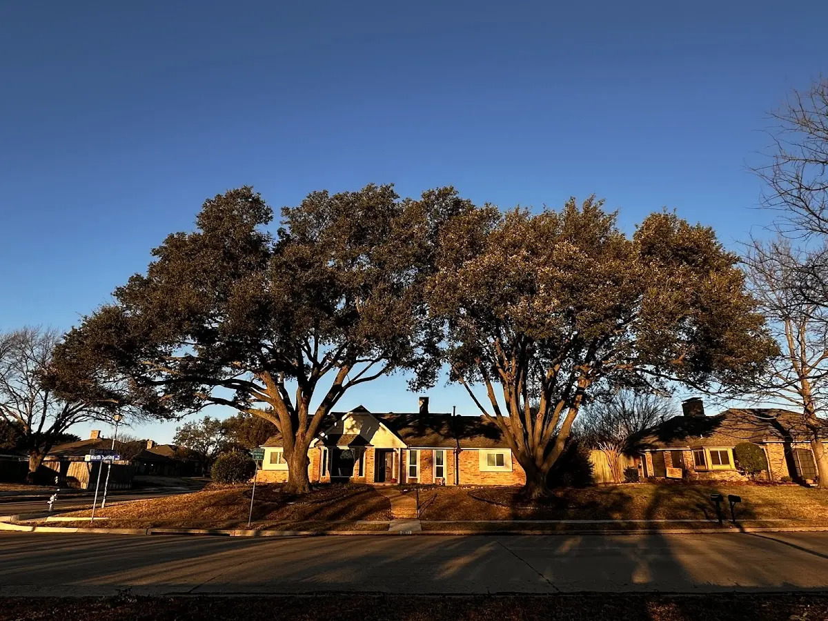 Established residential canopy tree shading a home in Hartland